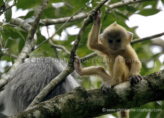 Silvered Langur Infant.