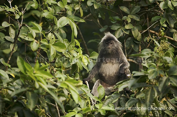 Semnopitheque a coiffe - Silvered Langur
