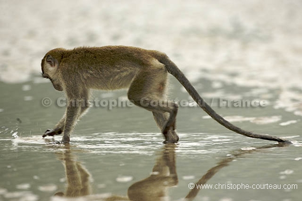 Crab-Eating Macaques