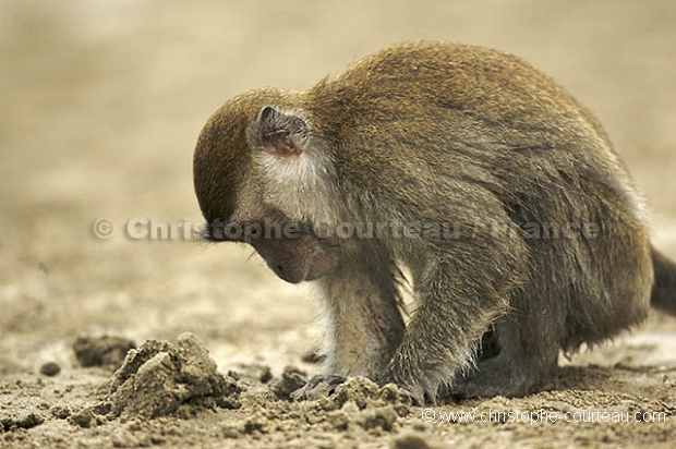 Macaque  longue queue ou crabier.