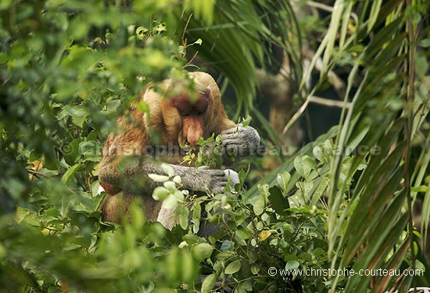 Proboscis Monkey