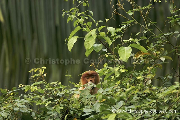 Nasique de Borneo - Proboscis Monkey