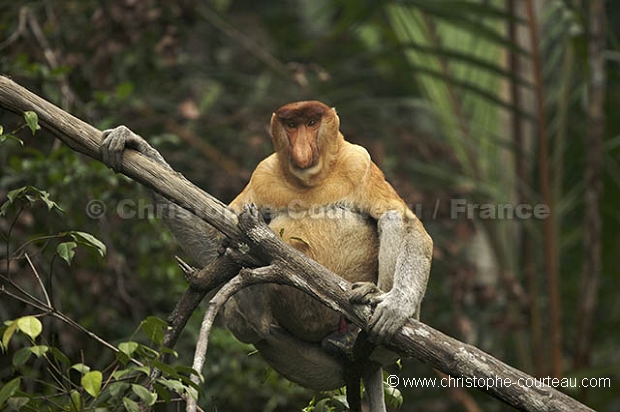 Proboscis Monkey