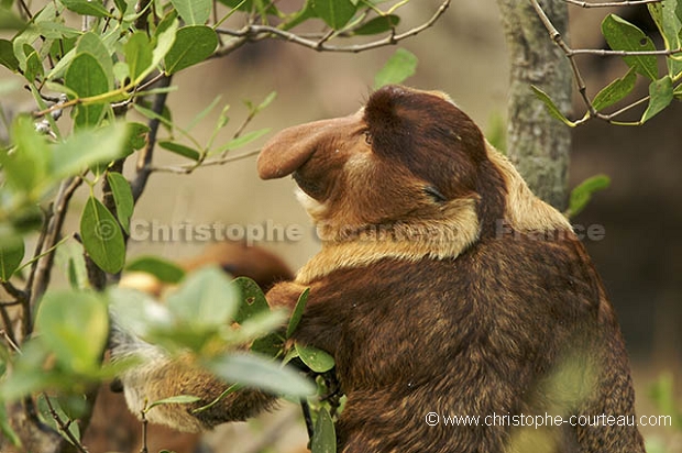 Proboscis Monkey