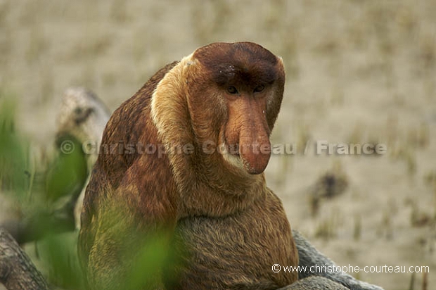 Proboscis Monkey