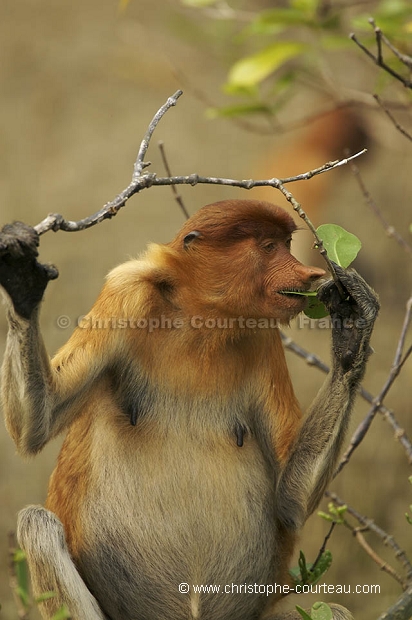 Proboscis Monkey