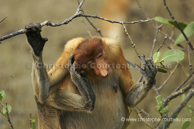 Proboscis Monkey