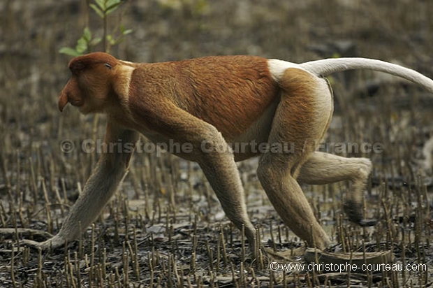 Nasique de Borneo - Proboscis Monkey