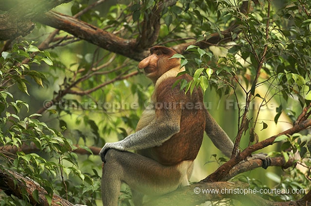 Proboscis Monkey