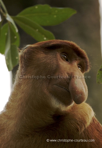 Proboscis Monkey