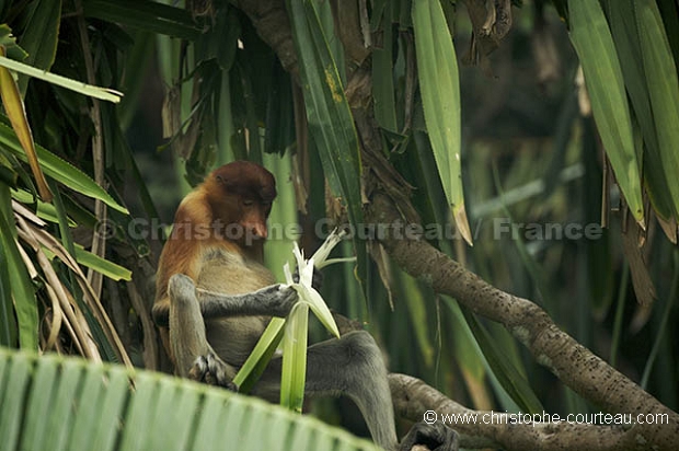 Proboscis Monkey