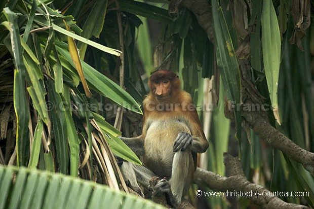 Proboscis Monkey