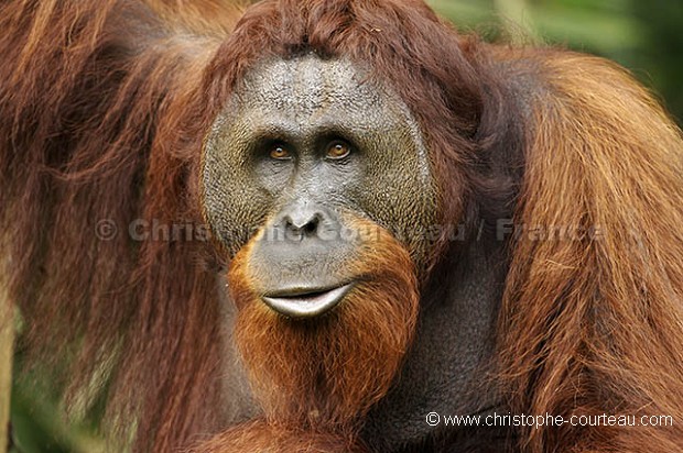 Orang Utan