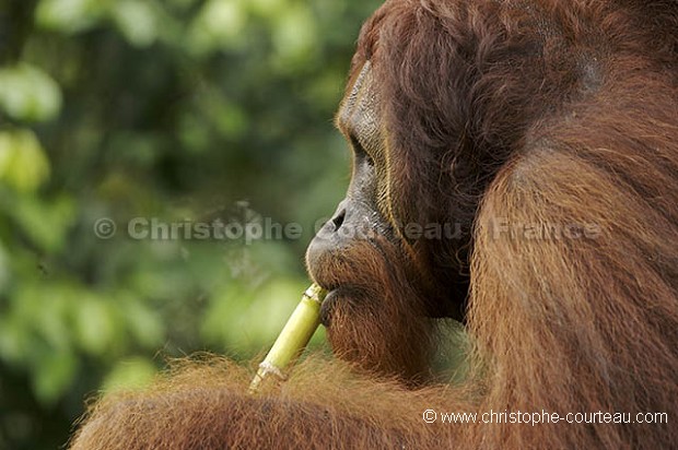 Orang Utan