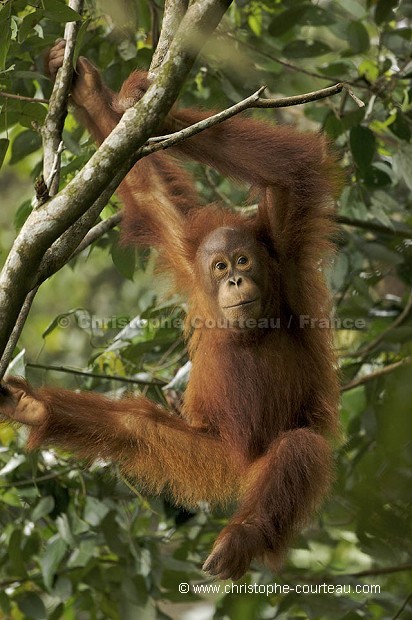 Young Orang-Utan