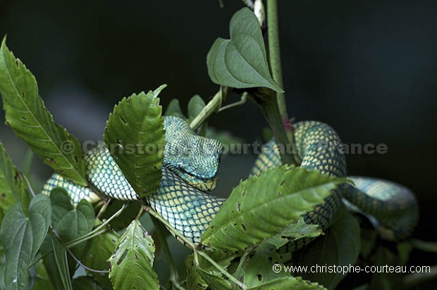 Green viper