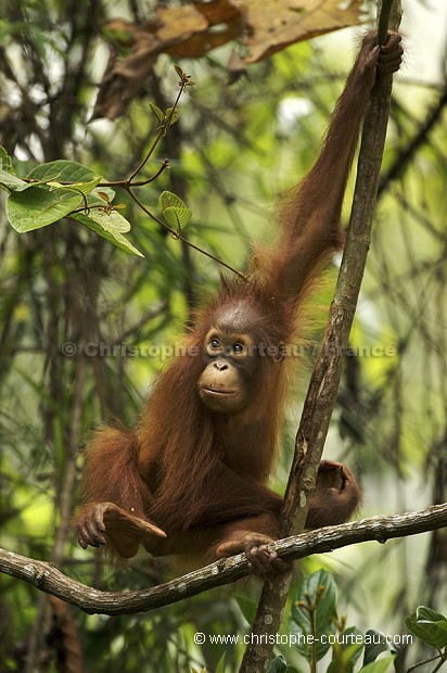 Young Orang-Utan