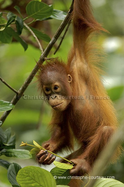 Young Orang-Utan