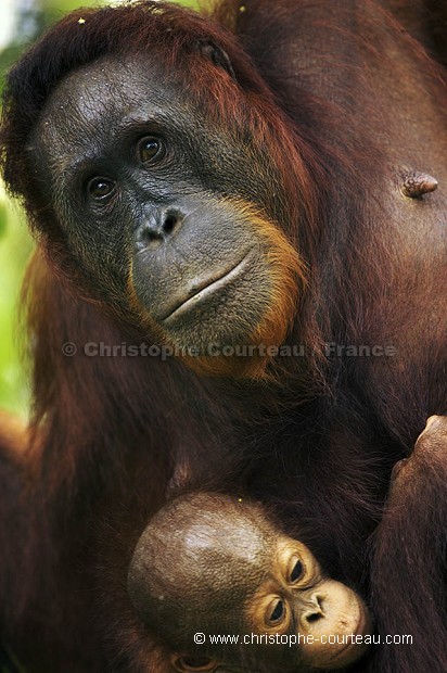 Orang-Utan Female & her infant.