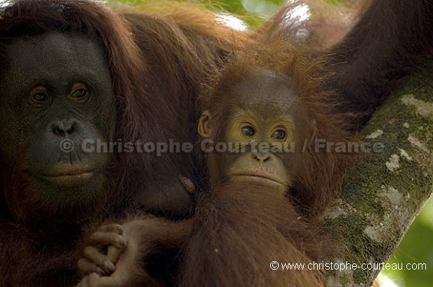 Orang-Utan Female & her infant.