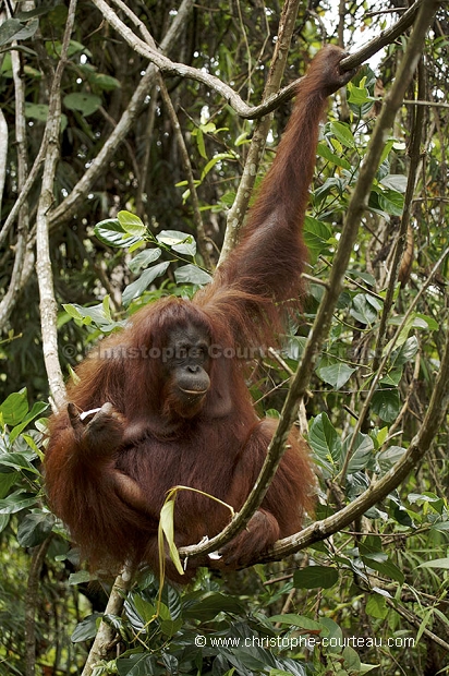 Orang Outan femelle et son jeune
