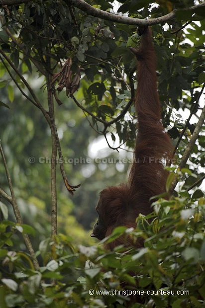 Orang Outan femelle et son jeune
