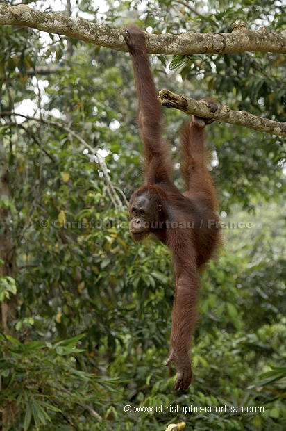 Orang Outan femelle et son jeune
