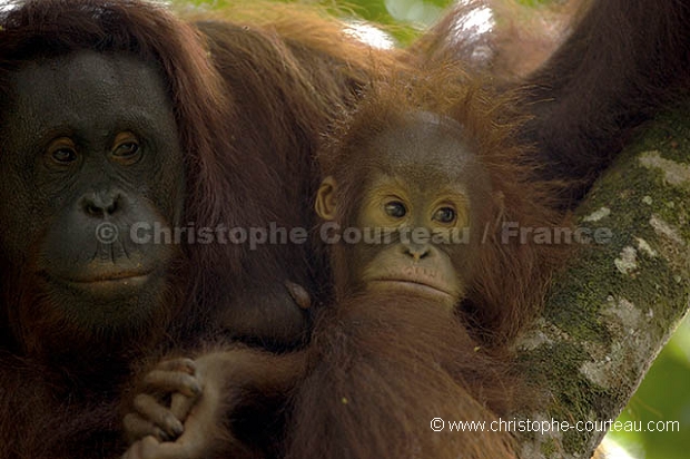 Femelle Orang-Outan et son jeune. Orang-Utan Female  infant.