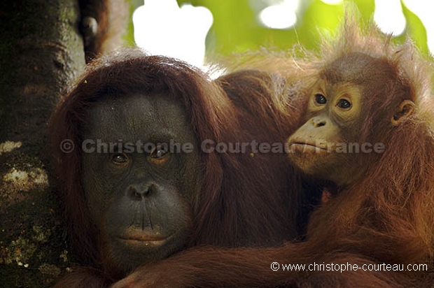 Femelle Orang-Outan et son jeune. Orang-Utan Female  infant.