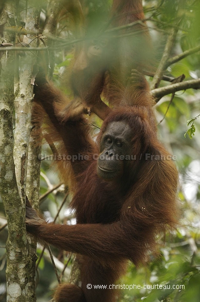 Orang Outan femelle et son jeune
