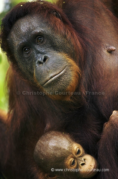 Orang Outan femelle et son jeune
