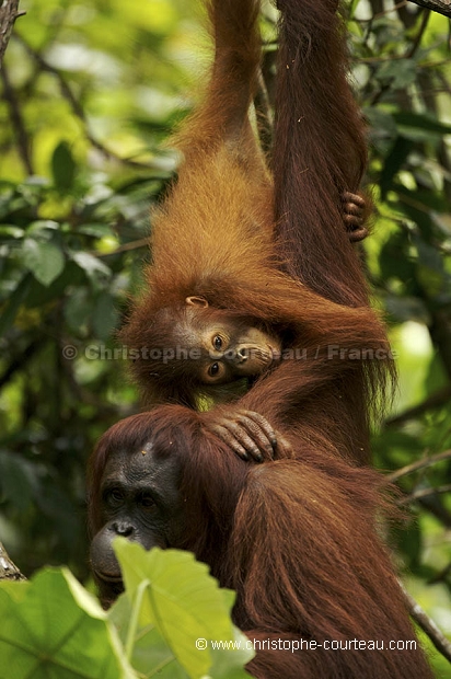 Femelle Orang-Outan et son jeune. Orang-Utan Female  infant.