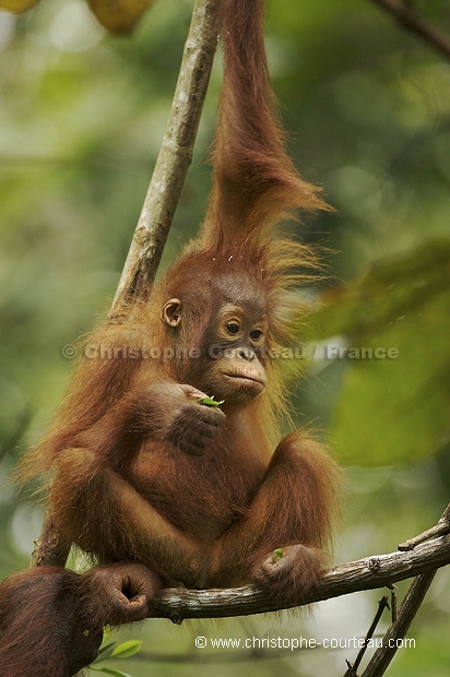 Orang Outan femelle et son jeune
