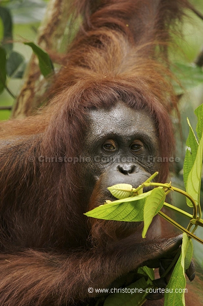 Orang Outan femelle et son jeune
