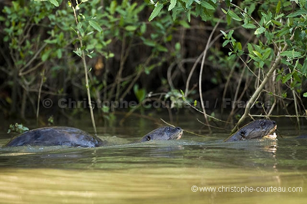 Loutre du Brsil