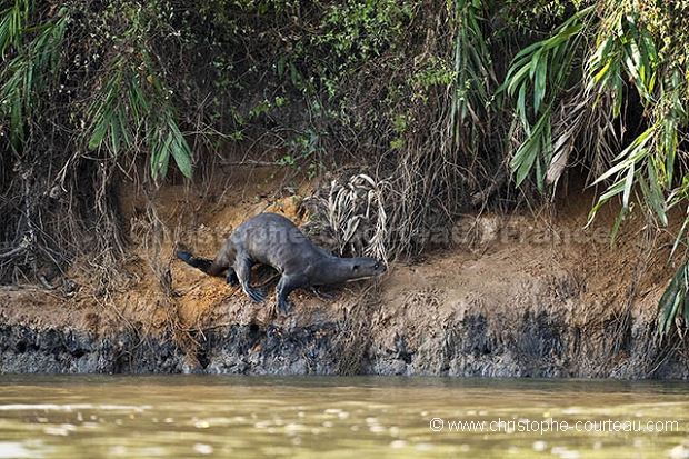 Loutre gante du Brsil