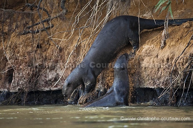 Loutre gante du Brsil