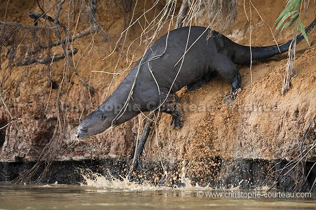 Loutre du Brsil