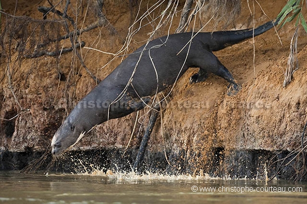 Loutre du Brsil