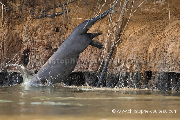 Amazonian Giant Otter