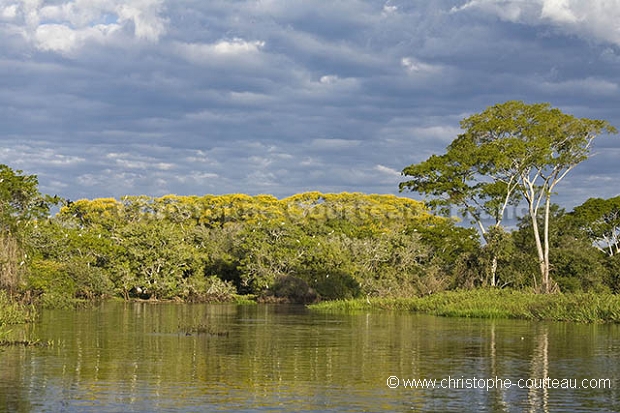 Paysage du Pantanal. Rio Cuiaba.