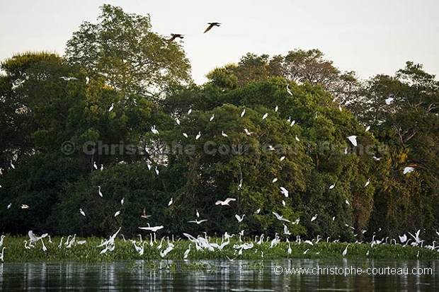 Herons & Egrets