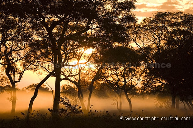 Lever de soleil dans le Pantanal