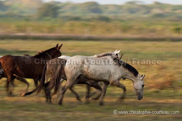 Chevaux dans le Pantanal