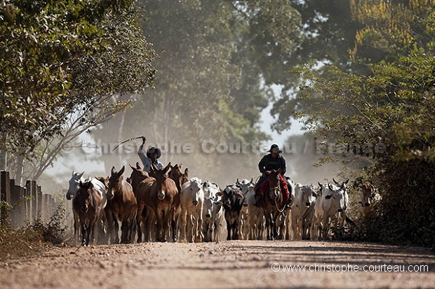 Pantaneiros menant du bétail sur la Transpantaneira.