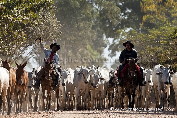 Pantaneiros menant du bétail sur la Transpantaneira.