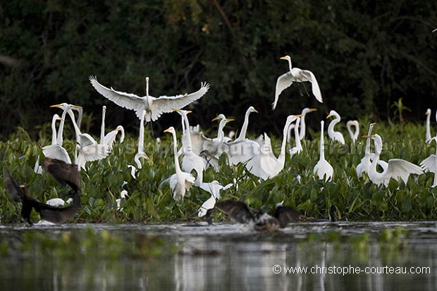 Herons  Egrets