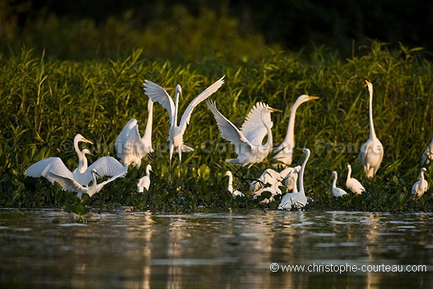 Grande Aigrette