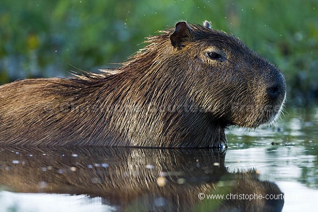 Capybara - Cabiais