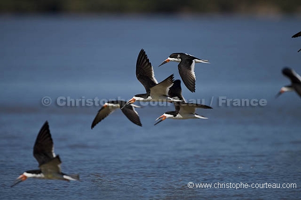 Black-Skimmer